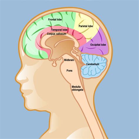 Childhood brain tumours .